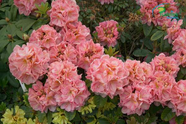 Rhododendron Harpines